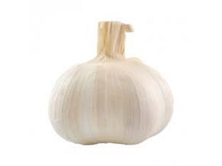 Herbs/Seasoning Garlic / bulb
