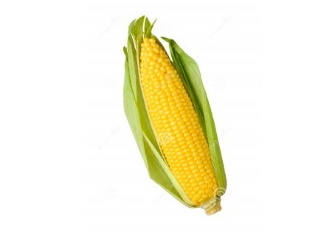Corn Sweet /ear Imported