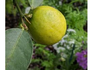 Lemons West Indian /Ea