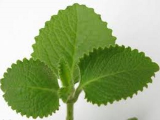 Thyme - Broad Leaf Parcel