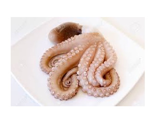 Octopus / kg