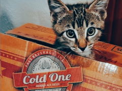 PALS - Cold Ones Amber Ale (24 Case)