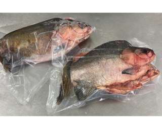 Fish Tambaqui Boneless Whole